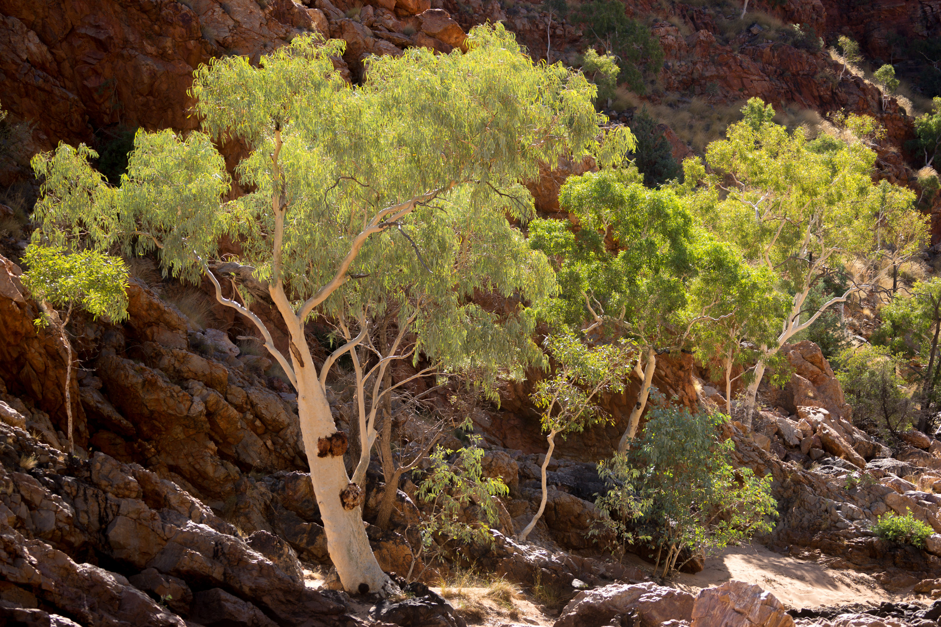 Redbank Gorge (Mount Zeil)